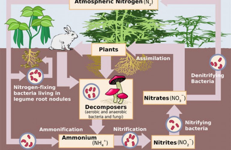 nitrogen_biological_atmosphere_gas mixtures